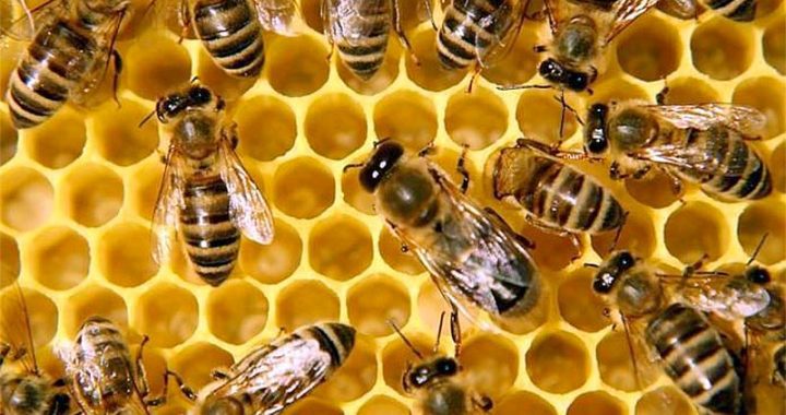 Галузь бджільництва –  в пріоритеті держави