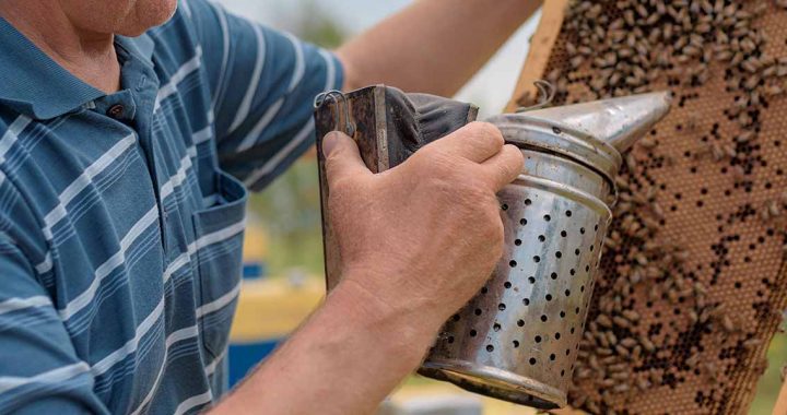 Зареєстровані пасіки зможуть отримувати відшкодування збитків