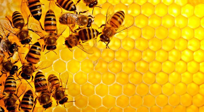 Інформаційна довідка щодо державної підтримки тваринництва у 2020 році