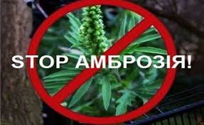 Рекомендації щодо систем обробок і методів боротьби з амброзією полинолистою