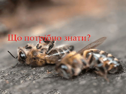 Алгоритм взаємодії щодо попередження та дії при отруєнні бджіл