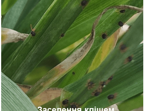СИГНАЛІЗАЦІЙНЕ ПОВІДОМЛЕННЯ №5 щодо фітосанітарного стану сільськогосподарських угідь в господарствах Миколаївської області від 07.04.2021 року