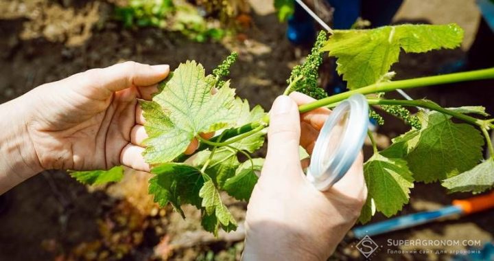 ШАНОВНІ ВИНОГРАДАРІ ТА САДІВНИКИ – не втрачайте шанс отримати державну підтримку