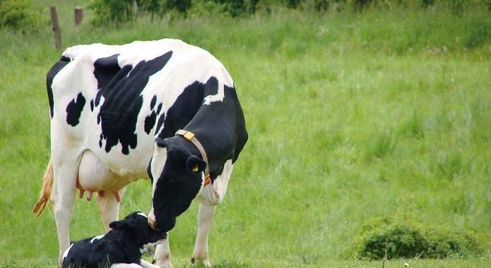 Спеціальна бюджетна дотація за утримання корів