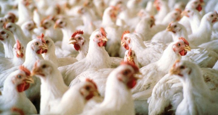 Про кращі практики  у птахівництві