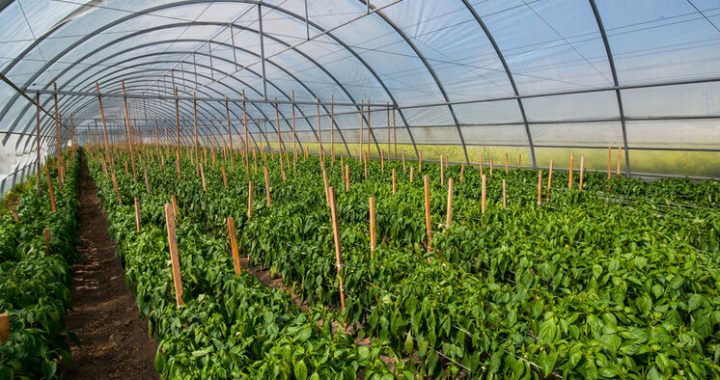 Запущено систему отримання грантів на розвиток тепличного господарства