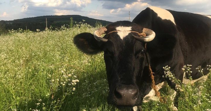 Як отримати дотацію за утримання корів через ДАР