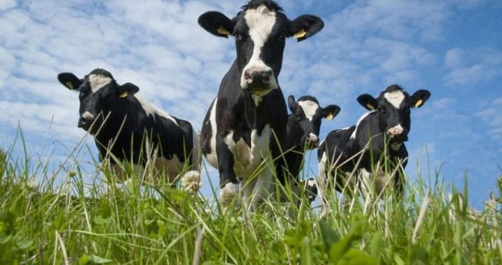 Фінансова підтримка фермерських господарств та інших виробників сільськогосподарської продукції. Необхідність актуалізації даних у Єдиному державному реєстрі тварин