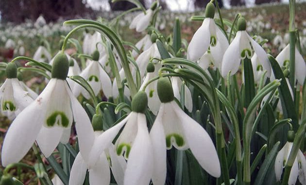 ЩОДО ЗБЕРЕЖЕННЯ РАННЬОКВІТУЧИХ РОСЛИН