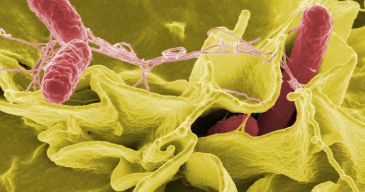 Сальмонельоз