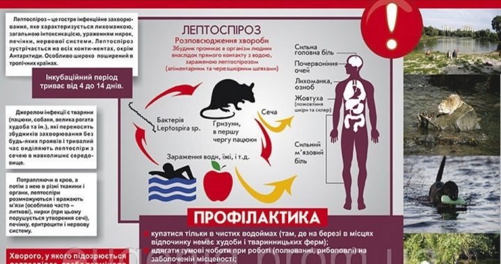 Пам`ятка для населення: Профілактика лептоспірозу