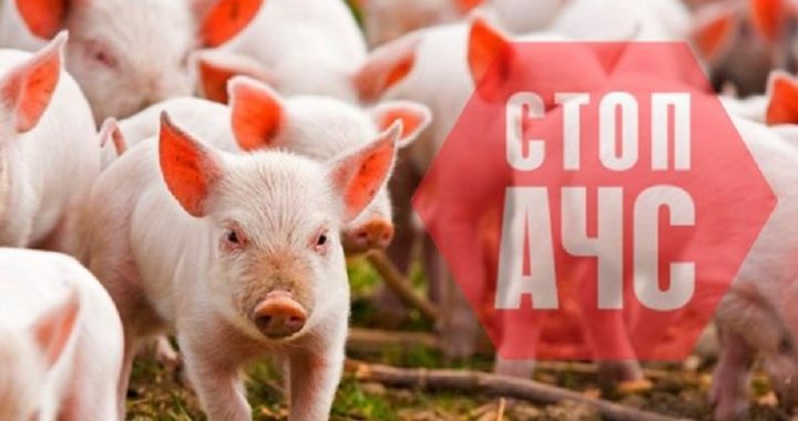 УВАГА! АФРИКАНСЬКА ЧУМА СВИНЕЙ!