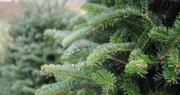 Про посилення заходів державного нагляду (контролю) під час періоду заготівлі дерев хвойних порід в передноворічний період