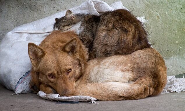 Не кидай друга напризволяще!