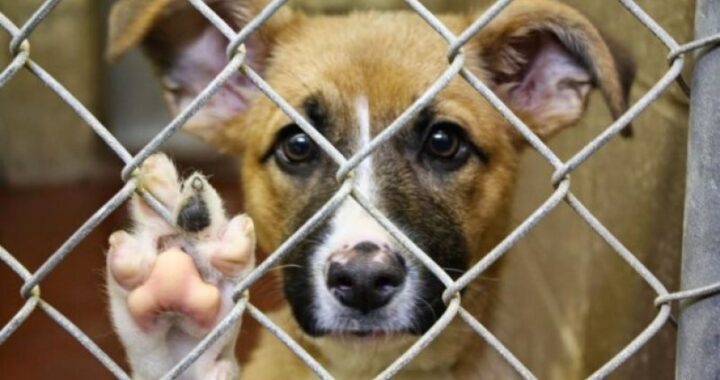 Нагадуємо жителям громади: стали свідками жорстокого поводження з тваринами – не мовчіть !