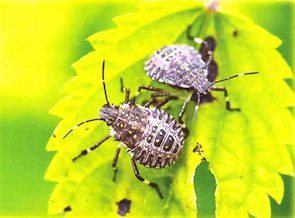 Увага! Небезпечні карантинні шкідники в Україні