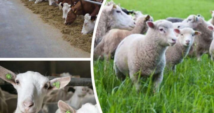 До уваги власників корів, овець та кіз!