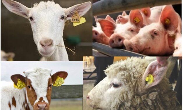 Щодо ідентифікації  сільськогосподарських тварин  в 2025 році