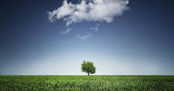 12 травня – Міжнародний День здоров’я рослин!