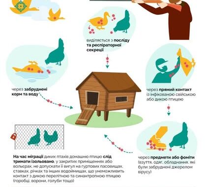 Високопатогенний грип птиці