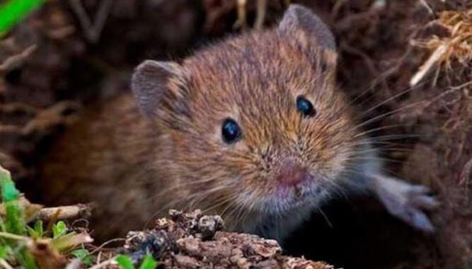 До відома аграріїв