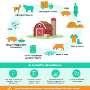 Ящур_Подвірні господарства_