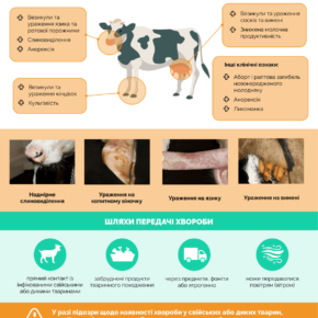 Ящур_клінічні ознаки