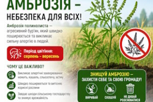 Увага! Амброзія – небезпека для всіх!