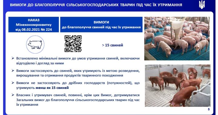 Особливості впровадження вимог законодавства щодо благополуччя тварин у господарствах з утримання свиней